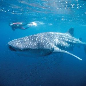 Whale Shark 